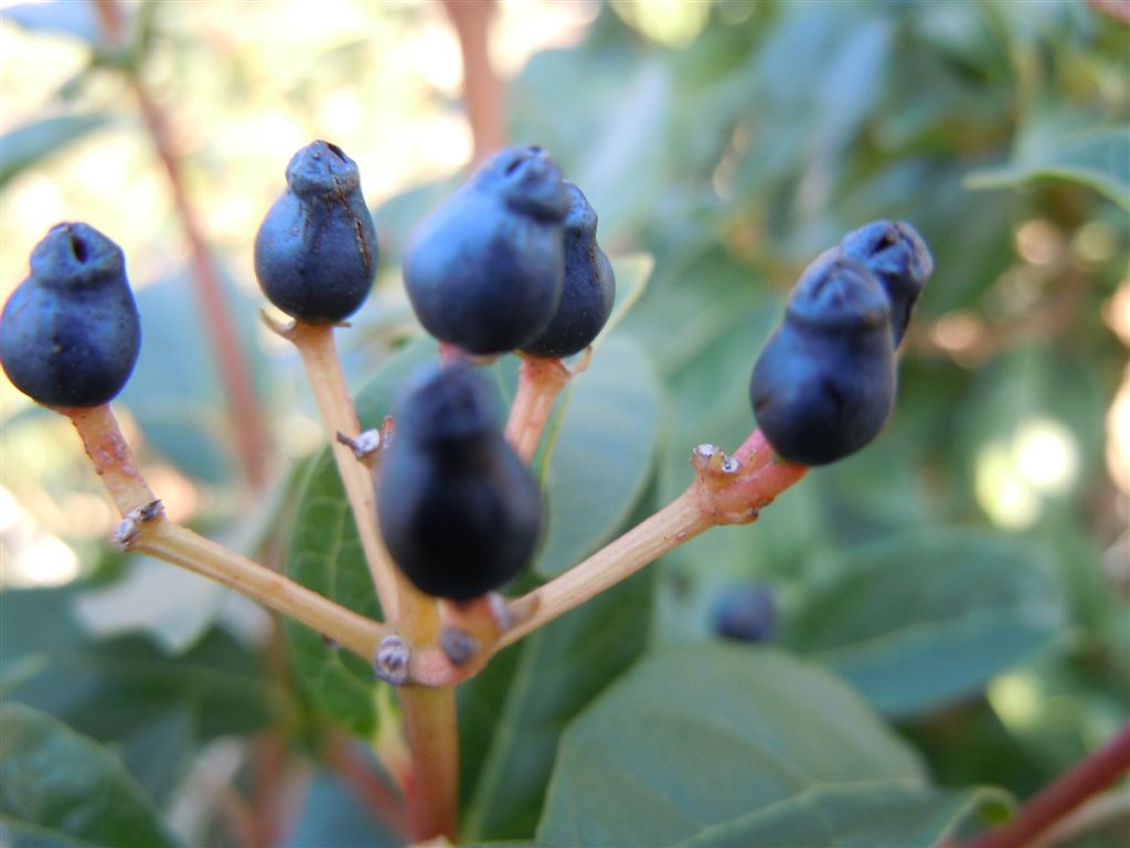 Viburnum tinus